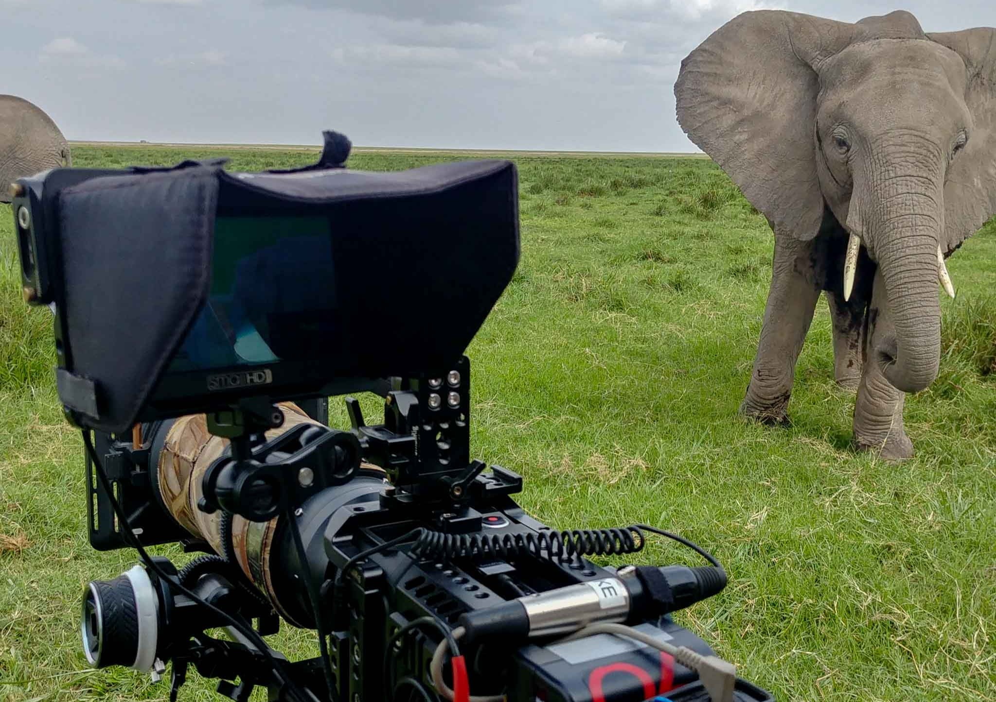 wildlife-cameraman