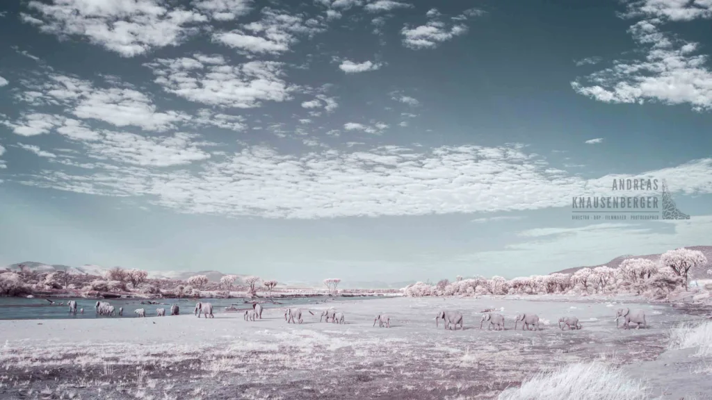 Infrared Wildlife Photography Elephants crossing a river in Samburu, Kenya